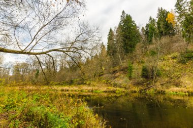 Sonbahar ormanındaki nehir. Sonbahar günü orman nehri manzarası. Beyaz Rusya 'nın doğası