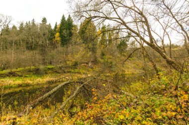 Sonbahar ormanındaki nehir. Sonbahar günü orman nehri manzarası. Beyaz Rusya 'nın doğası