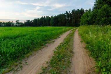 Gün batımında tarla ve ormanın yanındaki toprak yolda.