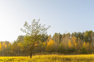 Sonbaharda yalnız bir ağaç. Altın sonbahar