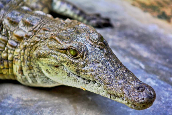 Голова Крокодила Кенийском Зоопарке — стоковое фото