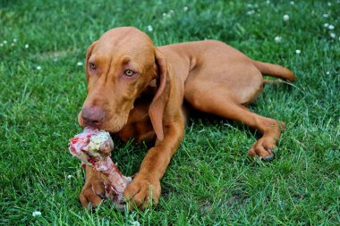 Kemik ile bahçede Macar tazı