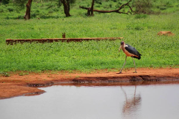 Kolorowy Ptak Safari Kenii — Zdjęcie stockowe