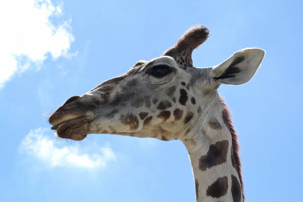Giraffe head at safary in Italy