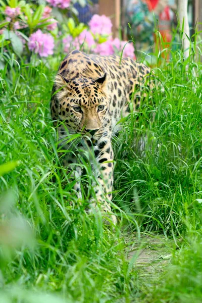 Chita Perigosa Zoológico Finlândia — Fotografia de Stock