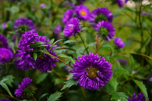 Purple Flower Garden — Stock Photo, Image