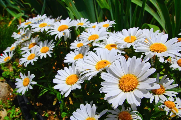 Bunch Daisies Meadow — Stock Photo, Image