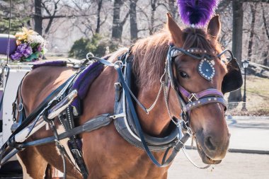 Geç bir kış güneşi altında çıplak ağaçların dalları ile çeşme meydanında Central Park'ta Kraliyet at arabası sürmek