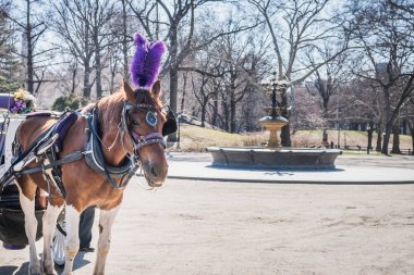 Geç bir kış güneşi altında çıplak ağaçların dalları ile çeşme meydanında Central Park'ta Kraliyet at arabası sürmek