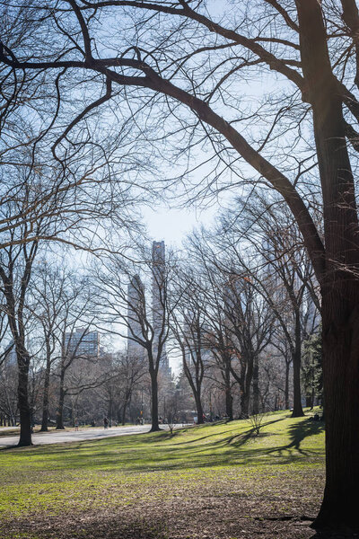 Central Park woodland landscape overlooking the city with late winter tree branches in NY