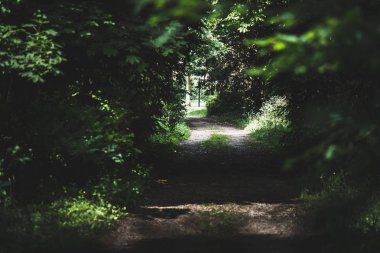Gölgeden ormandaki ışığa giden moody yolu