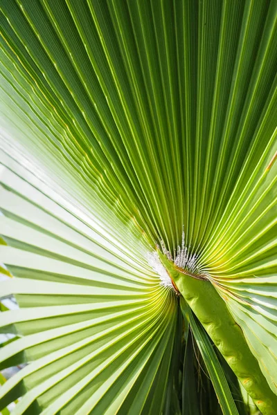 Bir palmiye yaprağı üzerinde yakın
