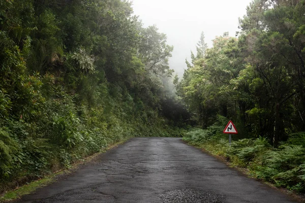 Para a Névoa na floresta — Fotografia de Stock