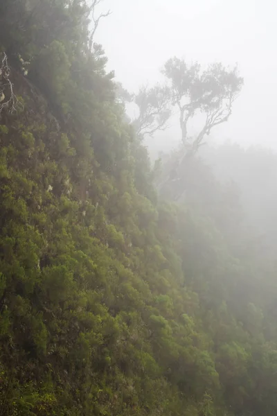 De boom van de klif in de mist — Stockfoto