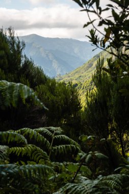 Bitki örtüsü nden dağların görünümü