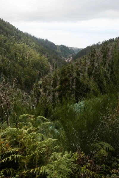 Floresta de montanha no centro da ilha — Fotografia de Stock