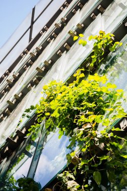 Pencere yeşili cephe