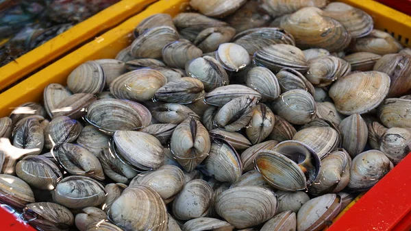 Marisco Crudo Fresco Mercado Pescado Jagalchi Busan Corea Del Sur — Foto de Stock