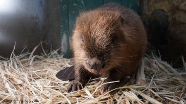 Beaver in the Voronezh Bobrovsky Reserve in Russia. clipart