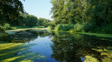 Rusya'da Voronezh Bölgesi'nde Bobrovsky rezervasyon ormanında Bataklık nehir.