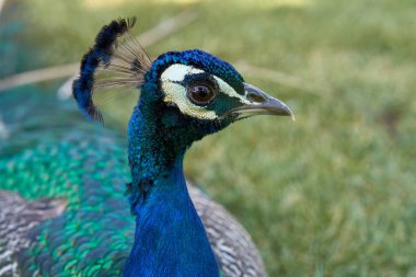 Kafasında güzel tüyler olan mavi tavus kuşu portresi.