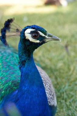 Kafasında güzel tüyler olan mavi tavus kuşu portresi.