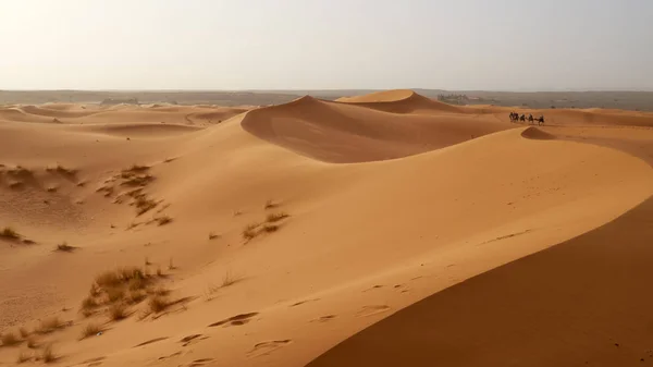 Tour Cammello Tra Dune Sabbia Nel Deserto Del Sahara Marocco — Foto Stock