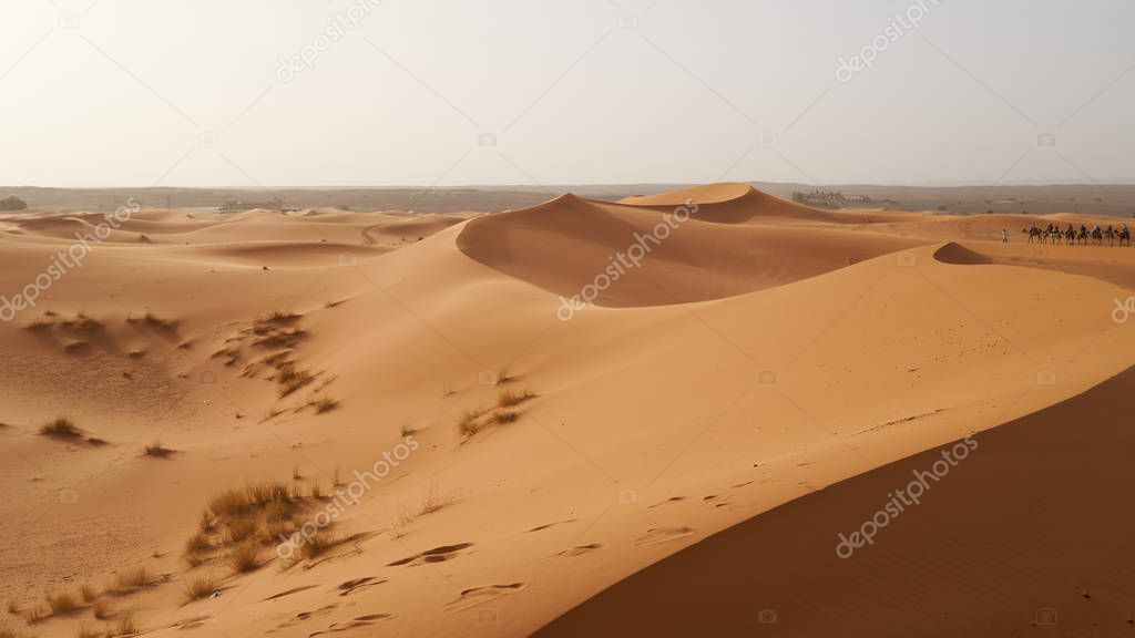 Camel tour through sand dunes in the Sahara Desert in Morocco.