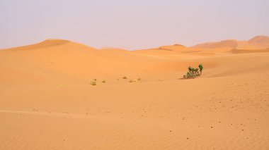 Sahra Çölü, Fas 'ta çok güzel kum tepeleri olan bir manzara..                               