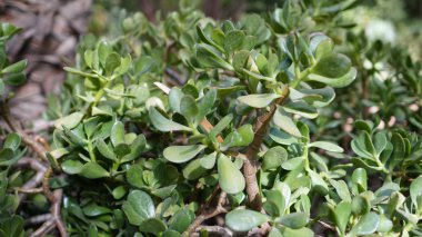 Crassula Muscosa para ağacı ince gövdesi yoğun bir şekilde sarılmış, hafif yeşil yapraklarla sulu bir bitkidir..