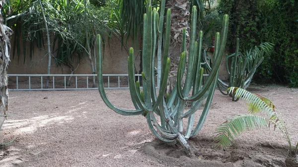 Cactus Garden — Stock Photo, Image