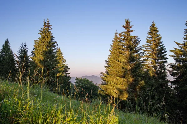 夏天傍晚 国家公园里的纪念性老云杉 在落日的灯光下 用蓝天和绿树田园风光的田园风光 — 图库照片