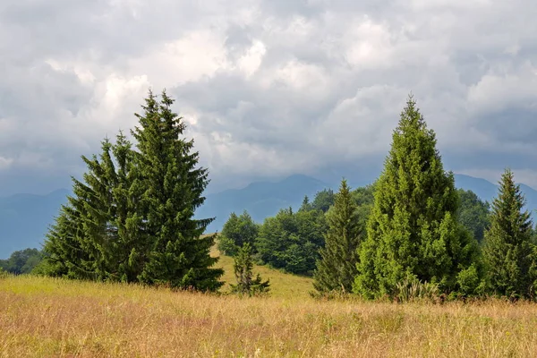 Bewolkte Hemel Oude Bomen Groeien Berg Weide — Stockfoto