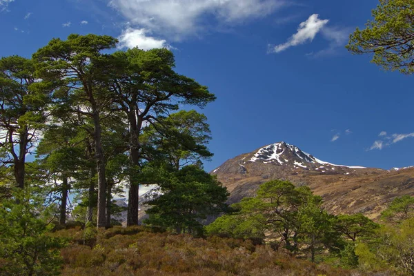 Jeden Posledních Kusů Caledonian Staré Obrovské Borovice Hory Les Forestless Stock Snímky