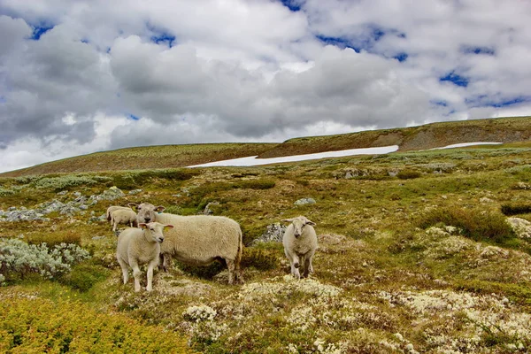 Dağ Çayırında Koyun Rondane Norveç — Stok fotoğraf