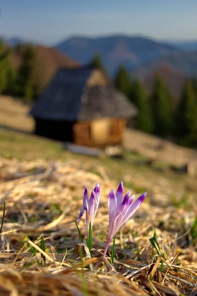 Crocus Purple Flowers Old Abandoned Wooden Hut Mountains Background Early — стоковое фото