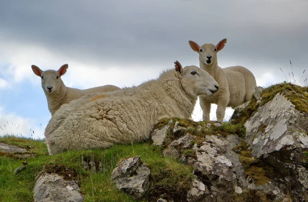 Dos Corderitos Lindos Con Madre Quedándose Pasto Rocoso Imágenes De Stock Sin Royalties Gratis