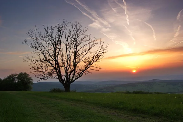 Yalnız eski ağaç ile çayır üzerinde romantik günbatımı