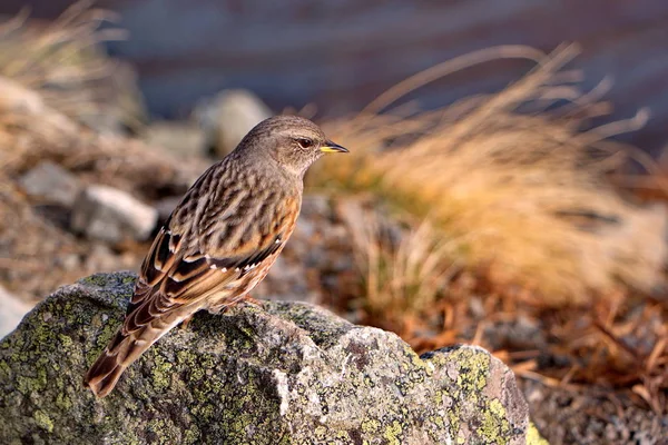 Sparrow Staying Rock Mountain Country — Stock Photo, Image