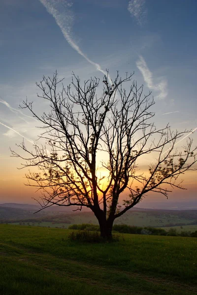 çayır üzerinde eski ayrı ağaç ile romantik günbatımı