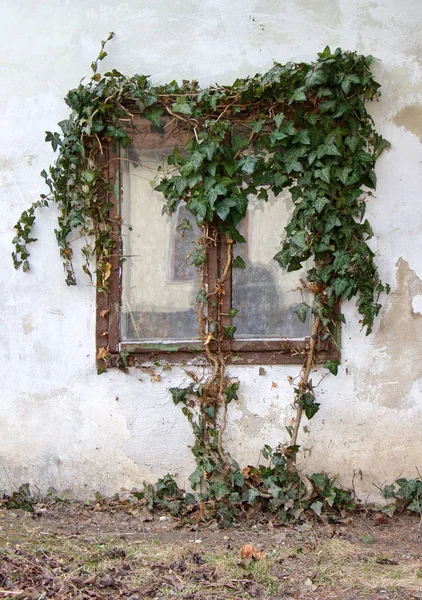 eski evin cephe, sarmaşık tarafından büyümüş pencere