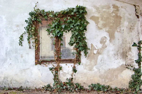 Ventana Vieja Casa Cubierta Hiedra Imágenes De Stock Sin Royalties Gratis