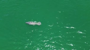 Kristal suda vahşi bir hayvan. Florida 'da denizayısı. Vahşi deniz ayısı suyun altında. Deniz ayısı derin sularda. Antiller denizayısı. Sudaki yaşam alanı.