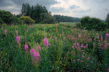 Ural, mor çiçekler tam yeşil çim alan
