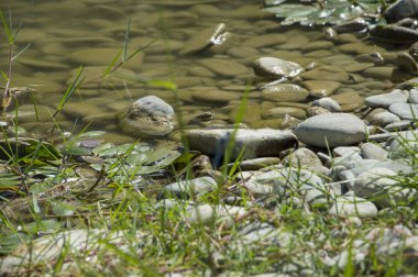 Küçük taşlar nehir yakın çekim sırasında güneşli bir gün