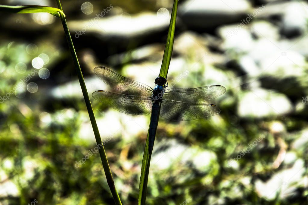 Close up of a blue dragonfly insect, near the river