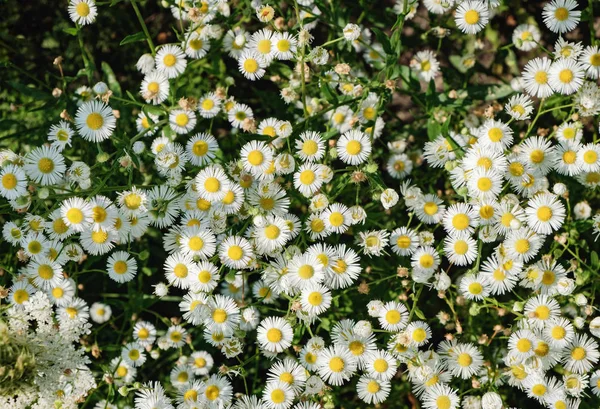 Blooming White Flowers Matricaria Chamomilla Wild Chamomile Meadow Woods Evening — Stock Photo, Image