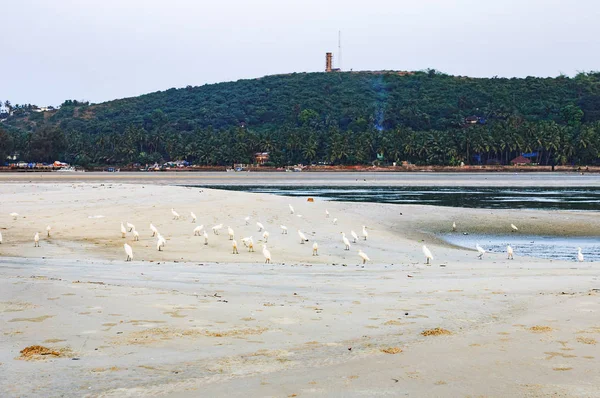 Bandos Garças Corvos Gaivotas Procura Comida Betul Beach South Goa — Fotografia de Stock
