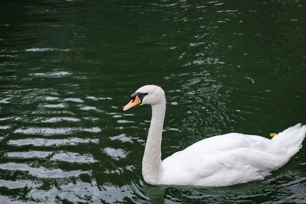One White Swan Lake Green Water Wild Beautiful Graceful Swan — Stock Photo, Image