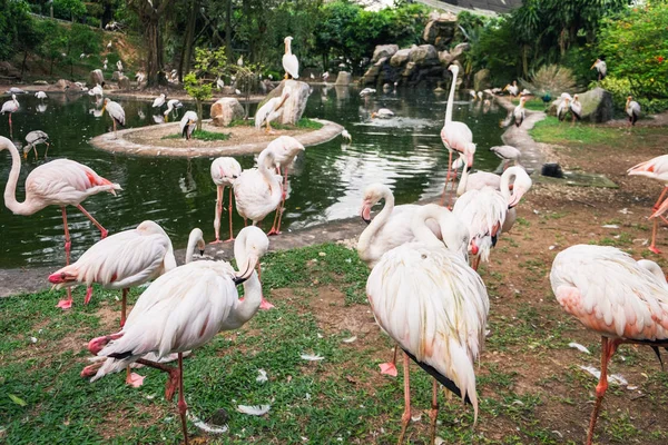 Grotere flamingo preening zijn veren — Stockfoto